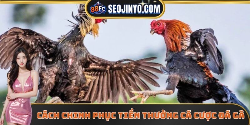 Cách chinh phục tiền thưởng cá cược đá gà