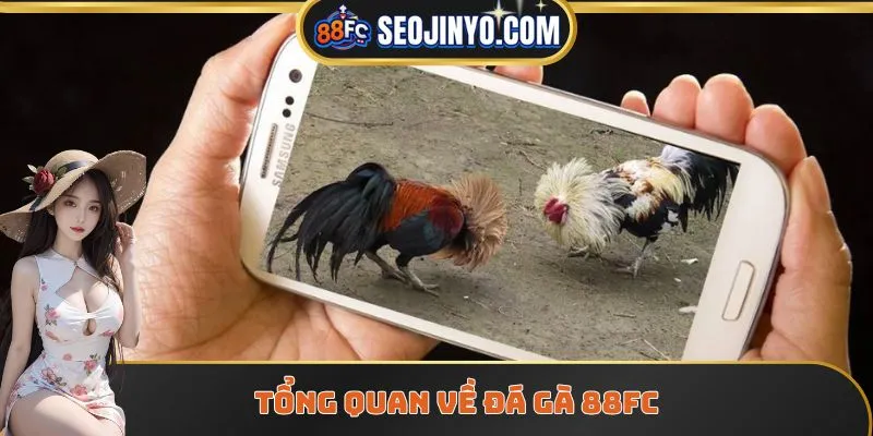Tổng quan về đá gà 88FC
